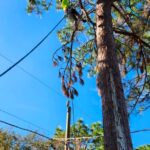A tall tree with long branches with a professional from Clayton’s working on it.
