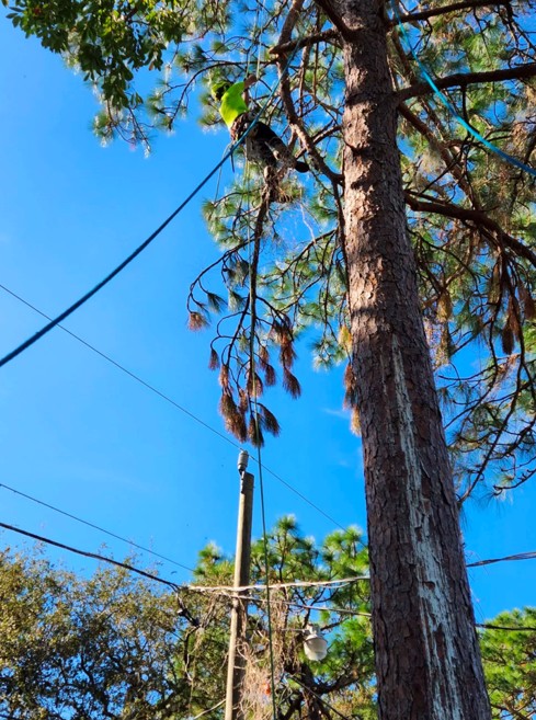 A tall tree with long branches with a professional from Clayton’s working on it.