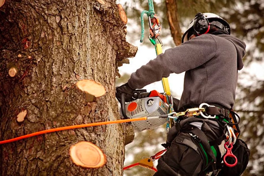An expert trims large branches off a huge tree trunk.