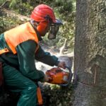Emergency Tree Removal