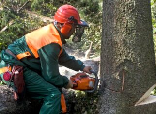 Emergency Tree Removal