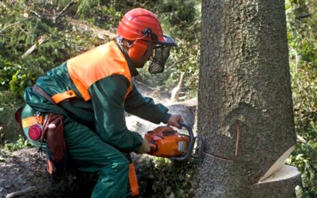 Emergency Tree Removal