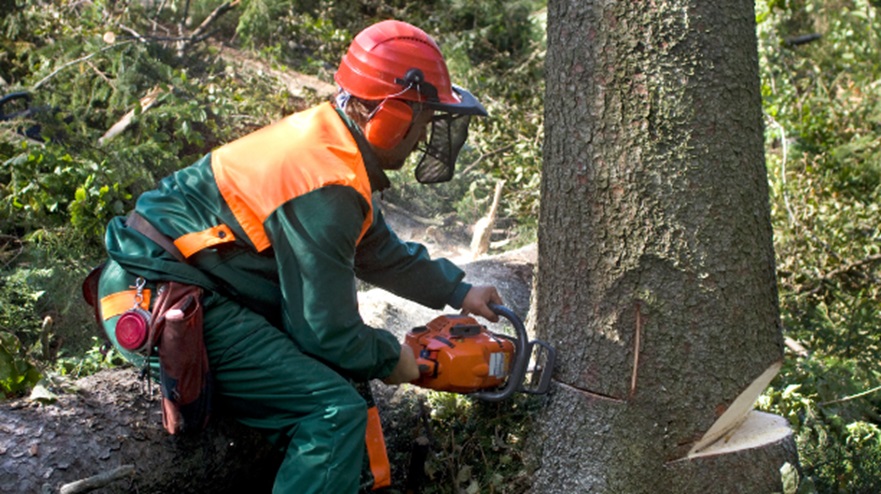 Emergency Tree Removal